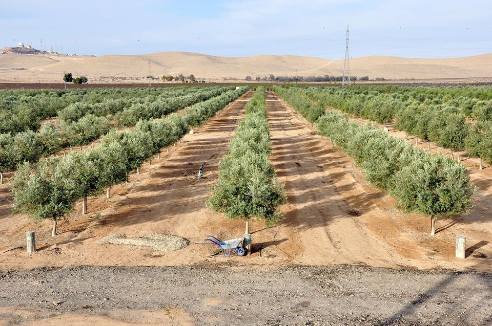 Making the Desert Bloom